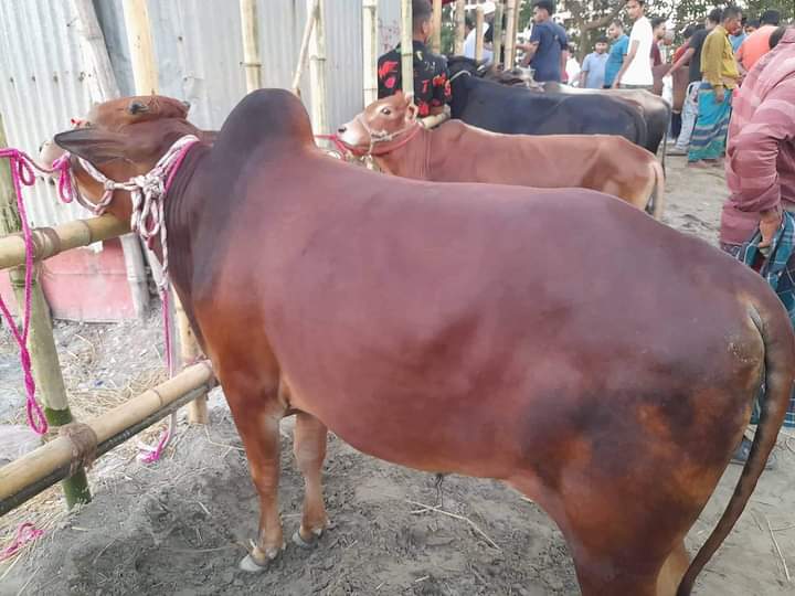 আমার কোরবানি।। আল্লাহর সন্তুষ্টির উদ্দেশ্যে কোরবানি করা পশুর  গোশত ভাগ করার