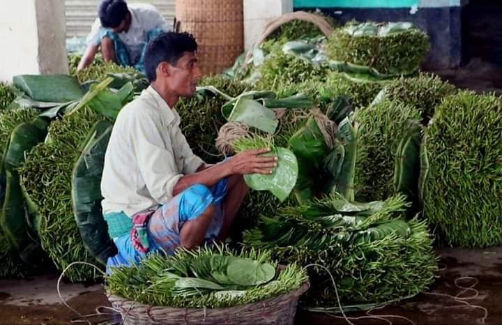 কুষ্টিয়ার পান দেশের গন্ডি পেরিয়ে রপ্তানি হচ্ছে বিদেশে।। কুষ্টিয়ার পান দেশের বিভিন্ন এলাকায় খুবই