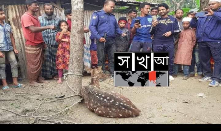 ভোলায় খাবারের সন্ধানে লোকালয়ে আসা হরিণ উদ্ধার