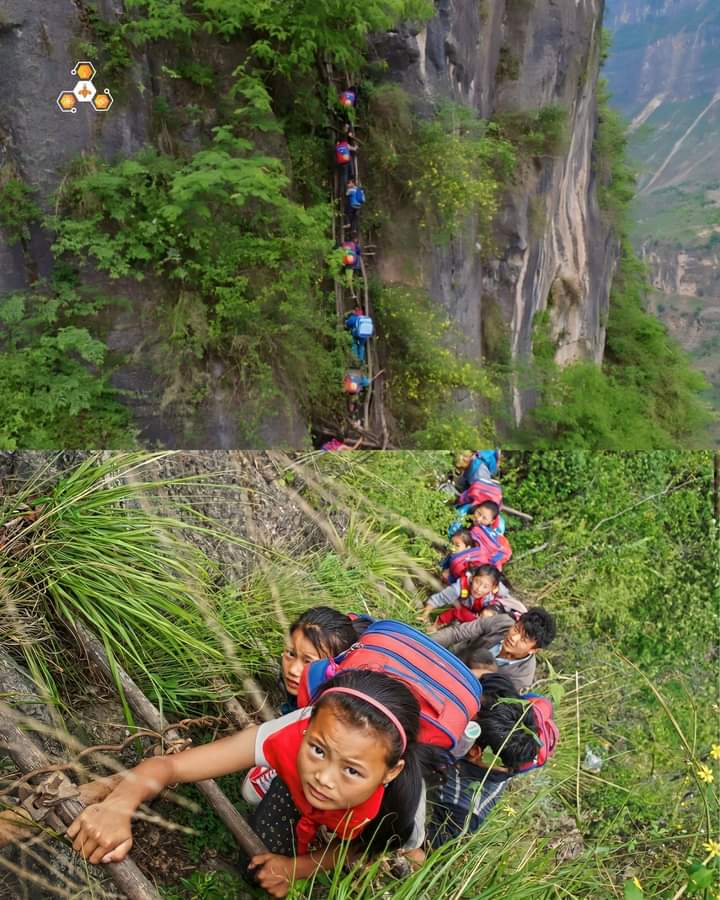 স্কুলে যাওয়ার জন্য জীবনের ঝুঁ*কি নিয়ে মই বেয়ে ৮০০ মিটার খাড়া পাহাড়ের চূড়া হতে ওঠা-নামা করা লাগে যে শিশুদের!