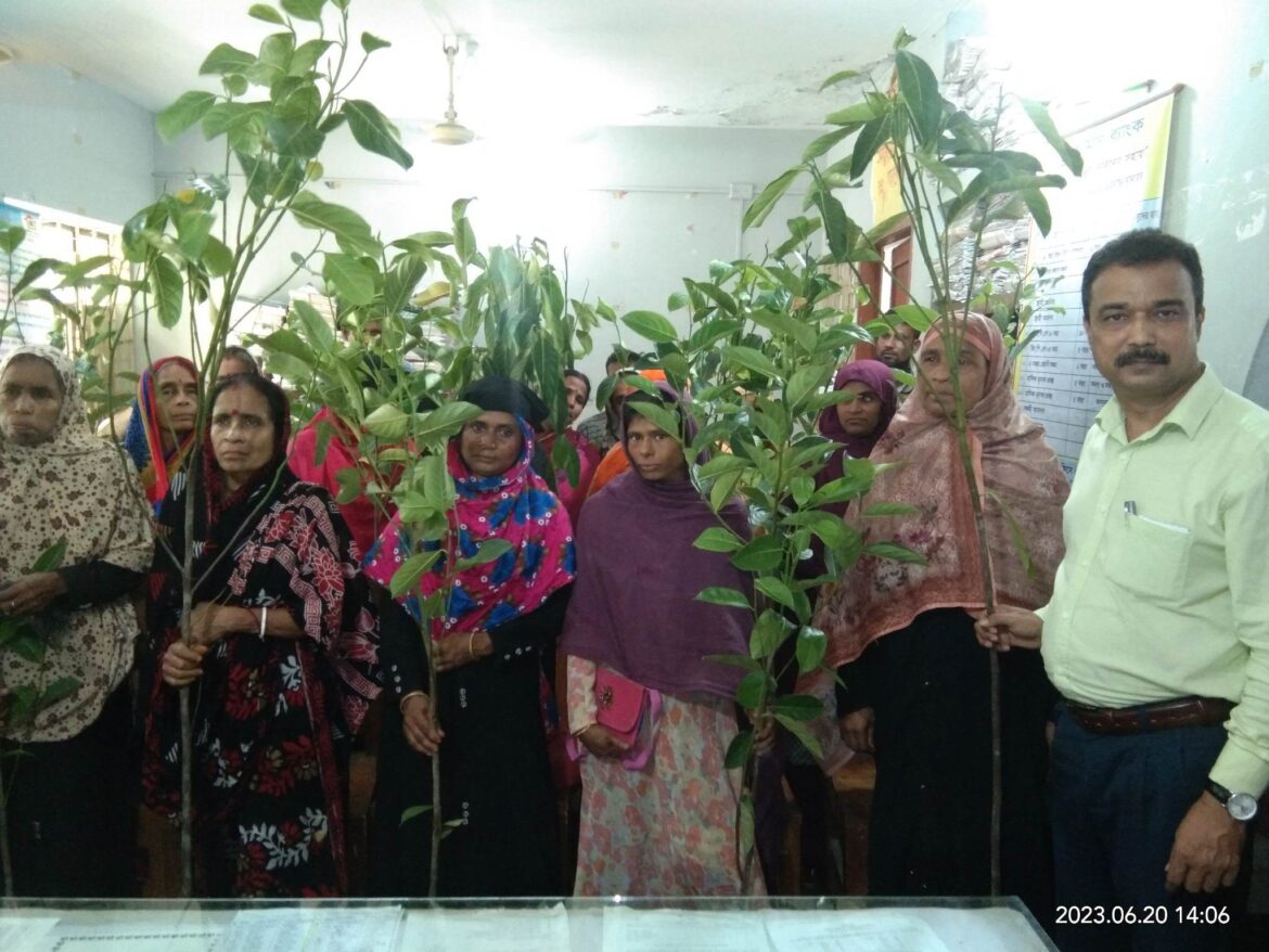 বাউফলে গ্রামীণ ব্যাংকের উদ্যোগে বৃক্ষরোপন।