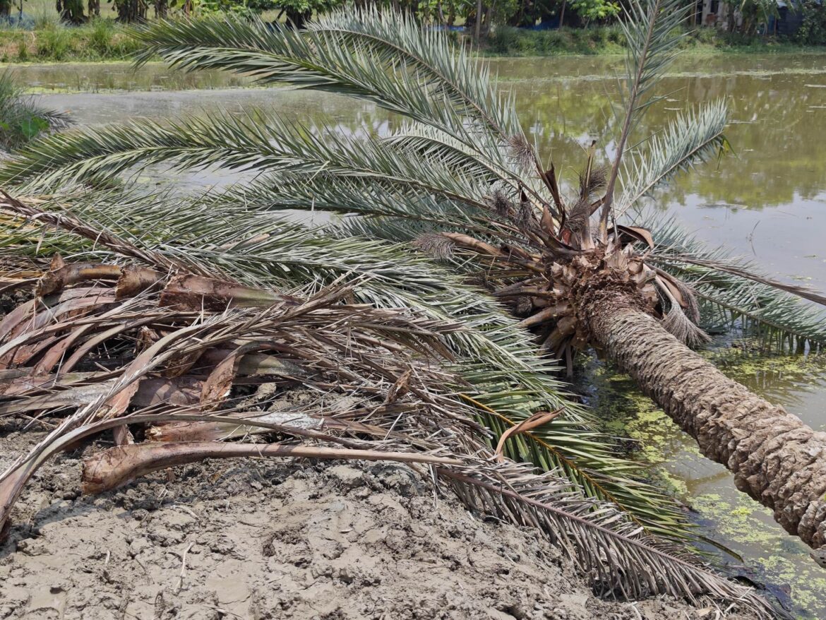 বাউফলে সরকারী অনুমোদন ছাড়া ভেকু মেশিন দিয়ে রাস্তার দু’পাশের শতাধিক গাছ কাটা হয়!!