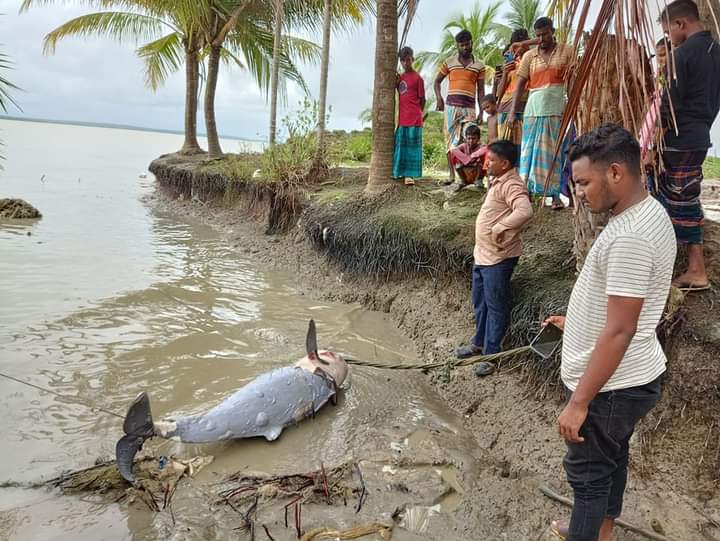 শুভ সন্ধ্যা’ সৈকতে ভেসে এলো মৃত ডলফিন বরগুনার তালতলীর শুভ সন্ধ্যা সমুদ্র সৈকতে ভেসে