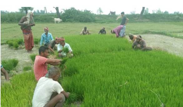 বীজতলা থেকে চারা উত্তোলনে ব্যস্ত আমন চাষীরা