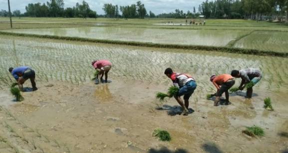 হিলিতে আমন চাষে ব্যস্ত কৃষককেরা