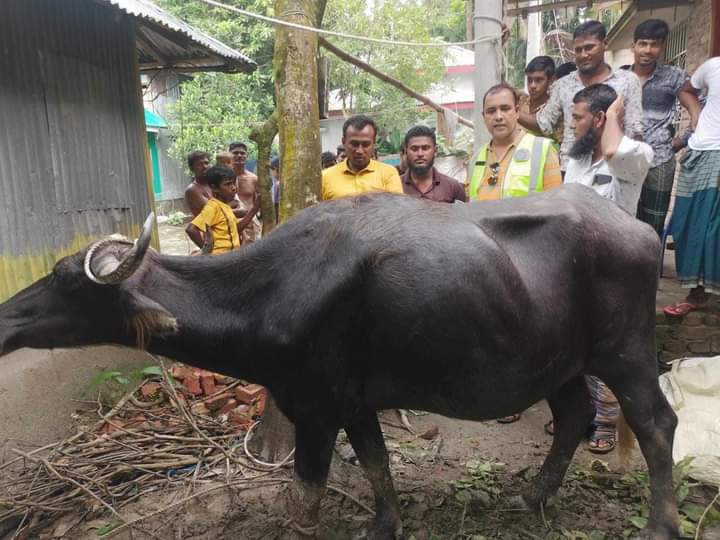 একটি মহিষ পাওয়া গেছে প্রকৃত মালিকের সন্ধান চাই