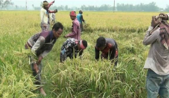 দিনাজপুরের হিলিতে ধানের দাম নিয়ে চিন্তিত বর্গাচাষিরা