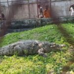এ ই কুমির মৃত্যুর দায়ে খুলনা জেল হাজতে ,আর এদিকে বেকার হয়ে পরেছে মাজারের খাদেম
