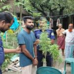 ভোলা জেলার বোরহানউদ্দিন থানা পুলিশের অভিযানে ০৩(তিন) টি গাঁজা গাছ সহ ০১ জন আটক।